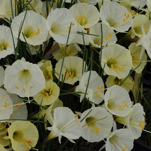 Narcissus : Arrowhead Alpines